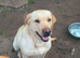 Labrador female
