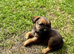Border Terrier puppies ONLY 2 BOYS LEFT! SLEM clear