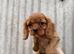 Cavalier King Charles spaniel