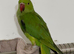 Stunning young Indian ringnick parrot