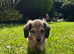 Beautiful Long-Haired Miniature Dachshund Puppies