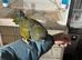 Tame and talking Pantagonion conure