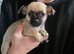Chihuahua puppies for sale