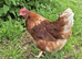 Young Laying Hens