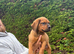 Rottweiler cross Dogue De Bordeaux