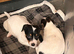 Beautiful True type Jack Russell puppies