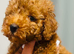 Toy Poodle