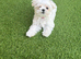 Pure Korean Maltese puppies