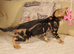 Bengal kitten