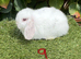 Pure bred mini lops .3 females available.