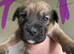 8 Puppies Available. 4Boys4Girls