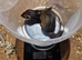 Ferret kits available