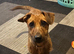 Dachshund x Lakeland terrier