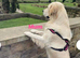KC golden retriever puppy