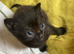 STUNNING ORIENTAL BENGAL X MAU HYBRID KITTENS WITH RARE COATS & MARKINGS