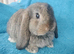 Selection of mini lop babies available