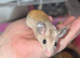 Africa Spiny Mice youngsters Ready Now