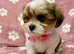 ADORABLE MALSHI PUPPIES READY NOW