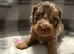 Gorgeous longhair dachsund puppies available