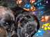beautiful shepkita puppies