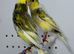 Beautiful pair of jaspe raza canaries for sale