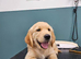 READY TO LEAVE Litter of Golden Retriver puppies