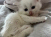 Adorable fluffy kittens looking for new home