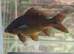 Black comet goldfish breeding group