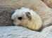 Swiss guinea pigs for sale