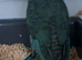 Lineolated Parakeet breeding pairs for sale