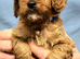 Cavapoo Puppies