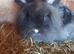 Black rabbit for sale
