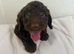 Cockapoo puppies