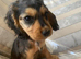 Cocker spaniel