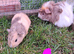 Female and male guinea pigs for sale