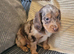 Cocker spaniel pups