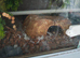 Corn snake