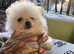 Tiny teddy bear face Pomeranians