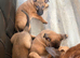 Belgian mali Cross