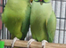 Indian ringneck pair