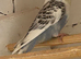 Young budgies for sale