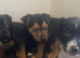 Stunning Jack Russell puppies