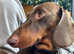 KC reg. Chocolate and tan standard smooth haired dachshund
