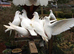PURE WHITE GARDEN DOVES PIGEONS