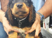 10 cocker spaniel mix patterdale