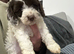 3 x F1b cockapoo puppies still available (ready May)