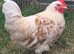 Pekin cross rooster