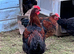Black copper maron x Rhode Island Red Unsexed chickens