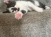 2 female kitten