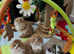 Scottish Fold TICA registered